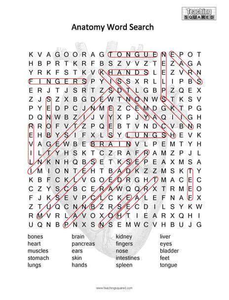 Anatomy Science Word Search Puzzle
