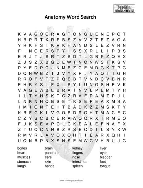 Anatomy Science Word Search puzzle fun free printable